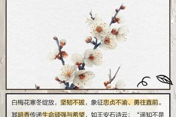 关于梅花的寓意和象征风水
