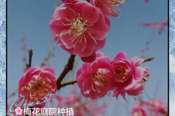 关于梅花的寓意和象征风水