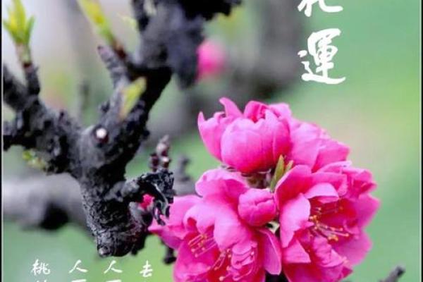算命桃花什么意思