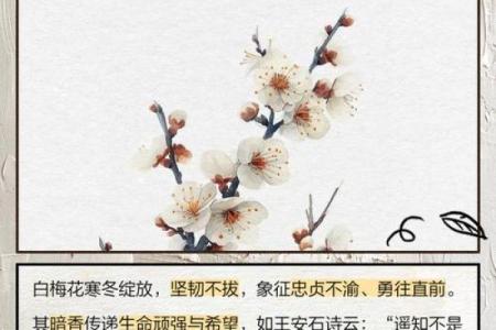 关于梅花的寓意和象征风水