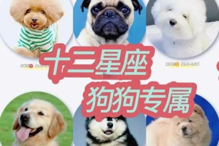 十二星座女生最适合养哪种狗