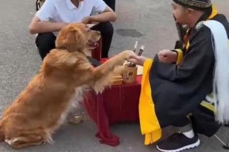 看相算命有哪些视频