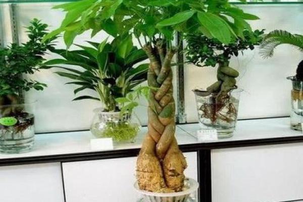 办公室风水绿植选择有哪些可以带来财运