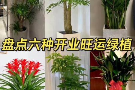 办公室风水绿植选择有哪些可以带来财运