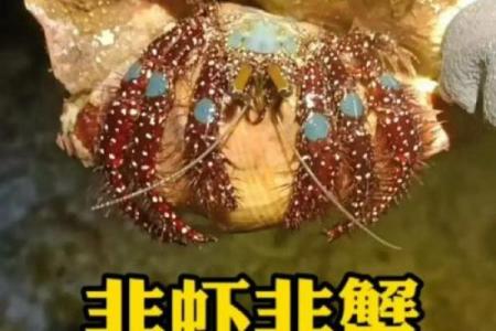 寄居蟹风水