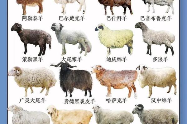 羊和什么属相配对幸福