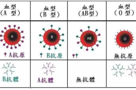 血型完美妻子的解析