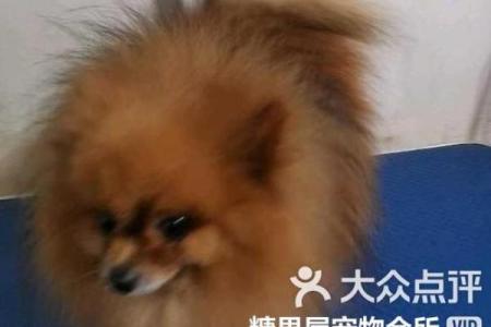 2018年狗宝宝最适合用什么字来起名 -华易网姓名