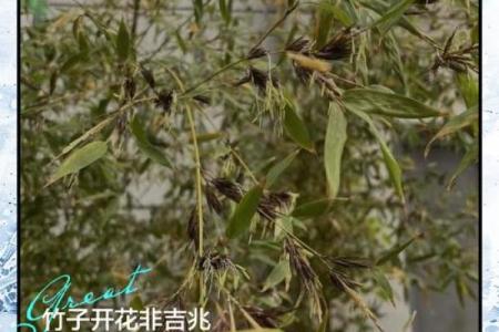 风水竹子开花意味着有灾祸发生吗