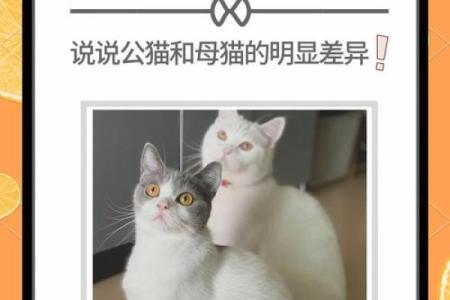 怎么给公猫姓名配对呢图片 怎么给公猫取名字好听？