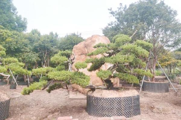 风水学说_北京故宫御花园种了好多柏树