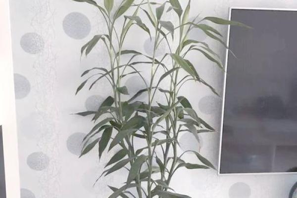 富贵竹究竟摆放在什么方位好呢