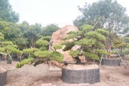 风水学说_北京故宫御花园种了好多柏树