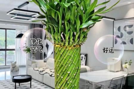 居家：富贵竹摆放在什么方位好