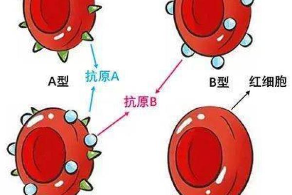 属鼠A血型的人性格与事业姻缘