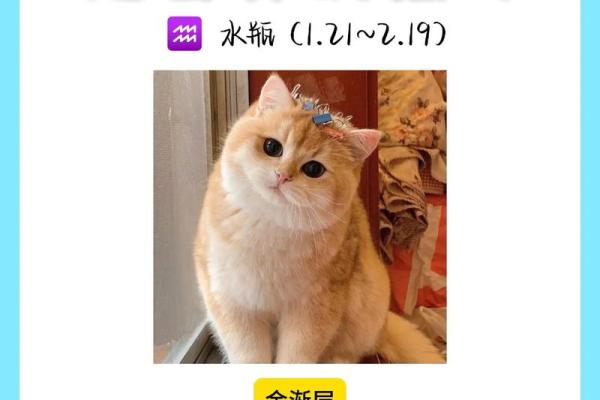 12星座最适合养猫的品种