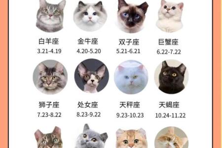 12星座最适合养猫的品种