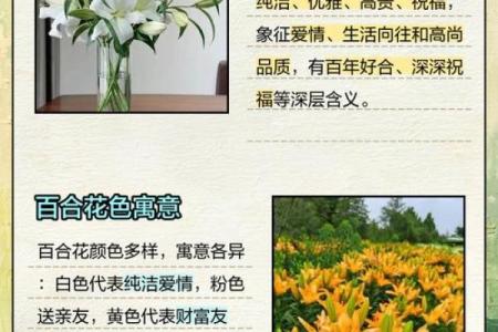 百合姓名配对 名字百合的意思？