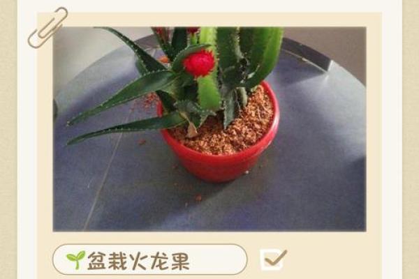 家里种火龙果影响风水