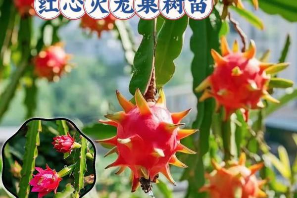 家里种火龙果影响风水