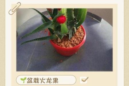 家里种火龙果影响风水