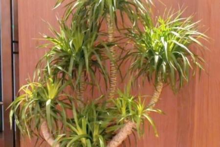 办公室风水绿植有哪些选择适合