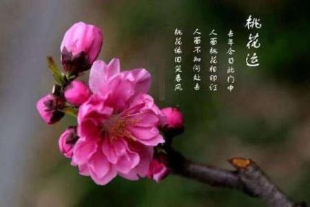 一生桃花运缠身的八字特征有哪些呢