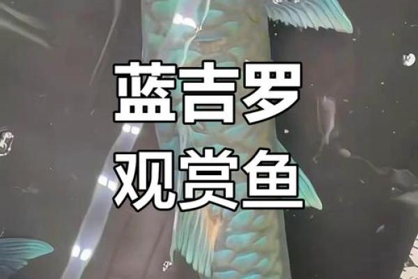 蓝鲨没腮风水