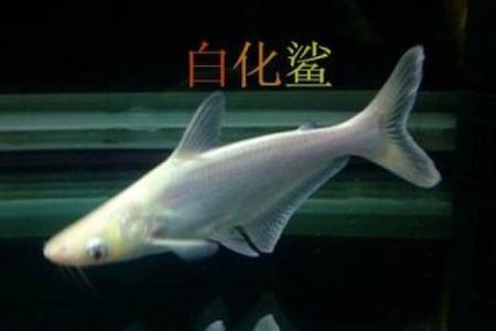 蓝鲨没腮风水