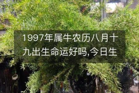 属牛是哪一年出生的 属牛的男孩出生吉日
