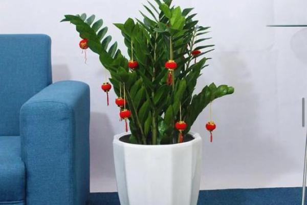 客厅植物摆放，风水摆放小常识