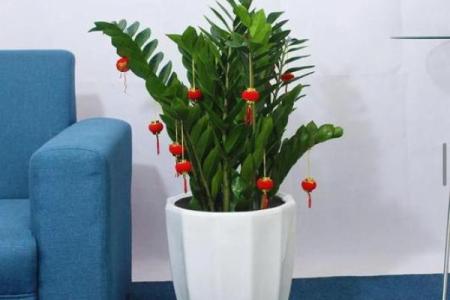 客厅植物摆放，风水摆放小常识