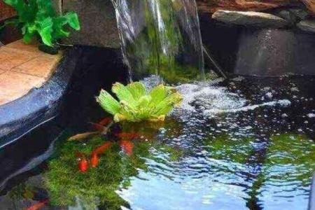 西边有池塘风水