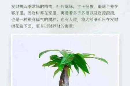 家居招财旺财的风水方法有哪些