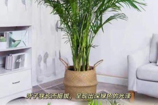 富贵椰子的风水寓意