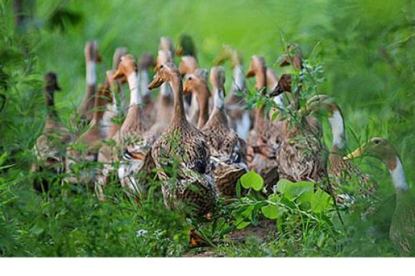 风水房子右边养鸭子好吗