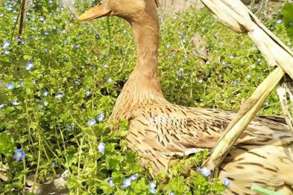 风水房子右边养鸭子好吗
