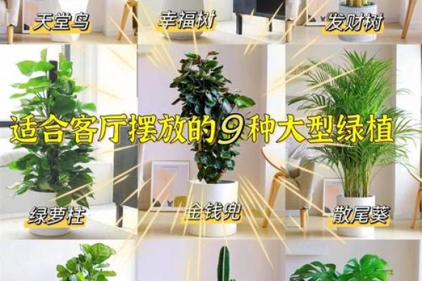 办公室吊兰摆放风水攻略为您营造舒适办公环境