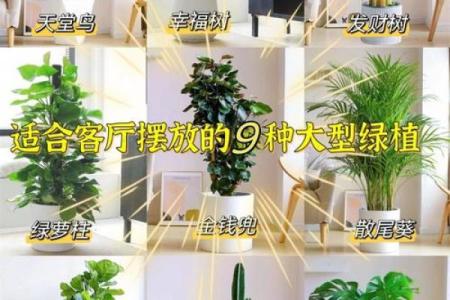 办公室吊兰摆放风水攻略为您营造舒适办公环境