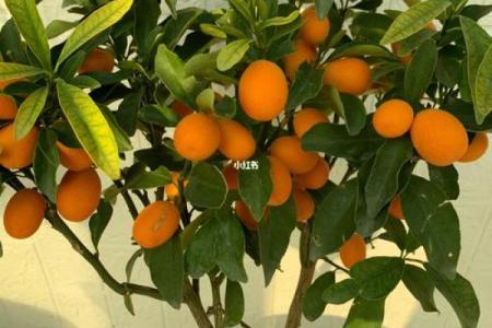 家里种金桔不吉利吗风水观点