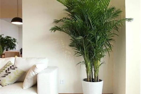 简单的风水改运，绿植摆放指南