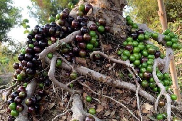 在家里种植哪些果树能符合风水规律