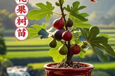 在家里种植哪些果树能符合风水规律
