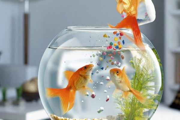 我是做生意的.怎样养风水鱼？