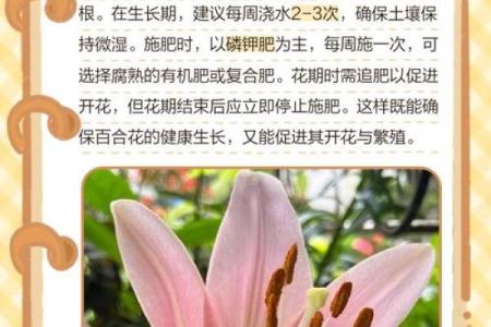 百合花有哪些风水作用