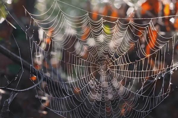 房子上面有大蜘蛛好吗风水