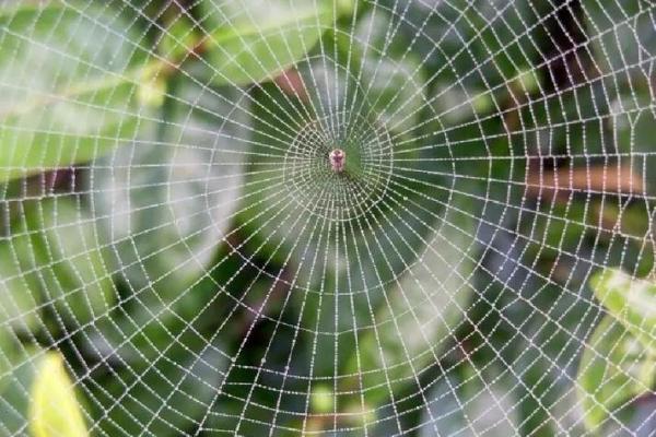 房子上面有大蜘蛛好吗风水