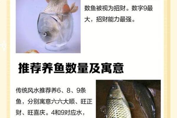 家里养风水鱼养几条比较好？有什么讲究吗？