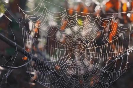 房子上面有大蜘蛛好吗风水