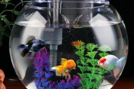 办公室风水鱼：创造积极办公环境的必备